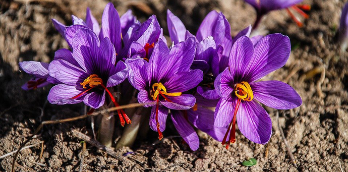 Why You Should Use Saffron More